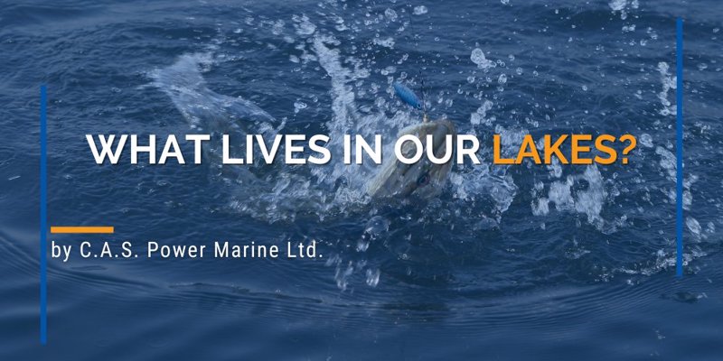 What lives in our lakes blog by C.A.S. Power Marine Ltd.